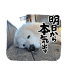 ピレニーズの小太郎（個別スタンプ：17）