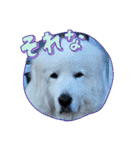 ピレニーズの小太郎（個別スタンプ：18）