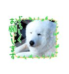 ピレニーズの小太郎（個別スタンプ：20）