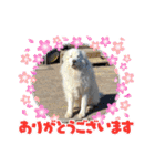 ピレニーズの小太郎（個別スタンプ：21）