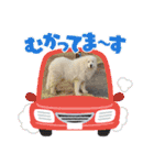 ピレニーズの小太郎（個別スタンプ：22）