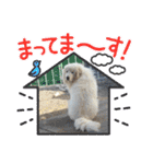 ピレニーズの小太郎（個別スタンプ：23）