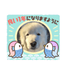 ピレニーズの小太郎（個別スタンプ：24）