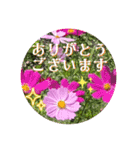 "A gift of flowers ver.3"（個別スタンプ：22）