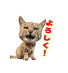 ひろねこ Cat and Talkの愉快な仲間たち（個別スタンプ：1）