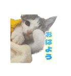 ひろねこ Cat and Talkの愉快な仲間たち（個別スタンプ：2）