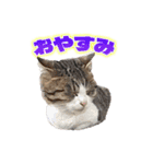 ひろねこ Cat and Talkの愉快な仲間たち（個別スタンプ：5）