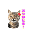 ひろねこ Cat and Talkの愉快な仲間たち（個別スタンプ：6）