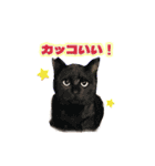 ひろねこ Cat and Talkの愉快な仲間たち（個別スタンプ：7）