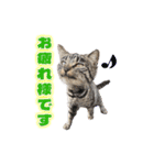 ひろねこ Cat and Talkの愉快な仲間たち（個別スタンプ：8）