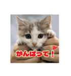 ひろねこ Cat and Talkの愉快な仲間たち（個別スタンプ：9）