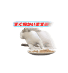 ひろねこ Cat and Talkの愉快な仲間たち（個別スタンプ：10）