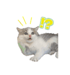 ひろねこ Cat and Talkの愉快な仲間たち（個別スタンプ：11）