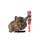 ひろねこ Cat and Talkの愉快な仲間たち（個別スタンプ：13）