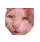 ひろねこ Cat and Talkの愉快な仲間たち（個別スタンプ：14）