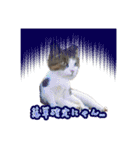 ひろねこ Cat and Talkの愉快な仲間たち（個別スタンプ：15）