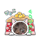 天才！！f1labradoodleばぶ君 3。（個別スタンプ：2）