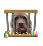 天才！！f1labradoodleばぶ君 3。（個別スタンプ：4）