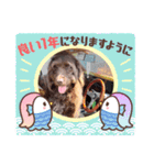 天才！！f1labradoodleばぶ君 3。（個別スタンプ：6）