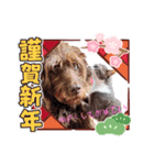 天才！！f1labradoodleばぶ君 3。（個別スタンプ：7）