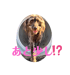 天才！！f1labradoodleばぶ君 3。（個別スタンプ：9）