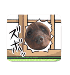 天才！！f1labradoodleばぶ君 3。（個別スタンプ：15）