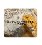 フトアゴヒゲトカゲのふとくんいつもの日常（個別スタンプ：6）