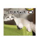 安住さん家のにゃんこ（個別スタンプ：5）