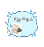 安住さん家のにゃんこ（個別スタンプ：7）