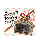 安住さん家のにゃんこ（個別スタンプ：10）
