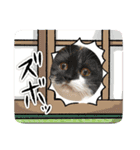 安住さん家のにゃんこ（個別スタンプ：13）