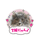 安住さん家のにゃんこ（個別スタンプ：16）