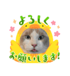 安住さん家のにゃんこ（個別スタンプ：18）