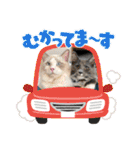 安住さん家のにゃんこ（個別スタンプ：20）