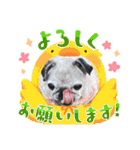 あられ＆ちまき 89（個別スタンプ：6）