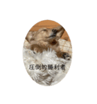 圧倒的勝利者 冬（個別スタンプ：6）
