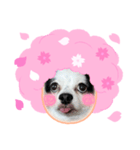おめでとうチワワ（個別スタンプ：3）