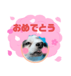 おめでとうチワワ（個別スタンプ：13）