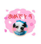 おめでとうチワワ（個別スタンプ：15）