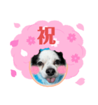 おめでとうチワワ（個別スタンプ：16）