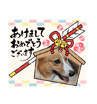 コーギー犬*ハニさん*冬メリクリ＆あけおめ（個別スタンプ：3）