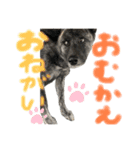 オオカミ シェプスキー✖️秋田犬 Part3（個別スタンプ：2）