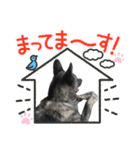 オオカミ シェプスキー✖️秋田犬 Part3（個別スタンプ：12）