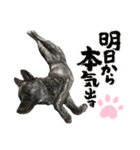 オオカミ シェプスキー✖️秋田犬 Part3（個別スタンプ：17）