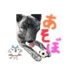 オオカミ シェプスキー✖️秋田犬 Part3（個別スタンプ：18）
