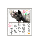 オオカミ シェプスキー✖️秋田犬 Part3（個別スタンプ：19）