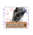 オオカミ シェプスキー✖️秋田犬 Part3（個別スタンプ：20）