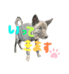 オオカミ シェプスキー✖️秋田犬 Part3（個別スタンプ：23）