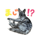 オオカミ シェプスキー✖️秋田犬 Part3（個別スタンプ：25）