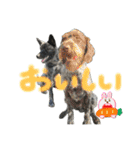 オオカミ シェプスキー✖️秋田犬 Part3（個別スタンプ：28）